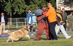 Câine de escorte