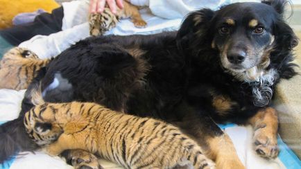 Собака усиновила тигренят, відкинутих їх матір'ю - в світі цікавого