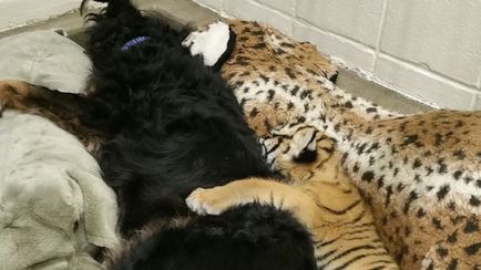 Собака усиновила тигренят, відкинутих їх матір'ю - в світі цікавого