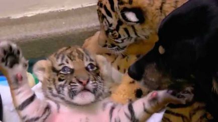 Kutya fogadott kölyke elutasította az anyjuk - A világ érdekes (Tiger) Kutya fogadott kölyke elutasította az anyjuk - a világ érdekes