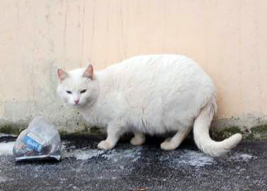 Câini și pisici în mâini bune