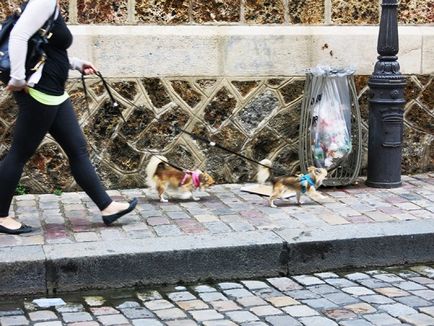 Собаки в Парижі або собаколюбівий париж, nalatty