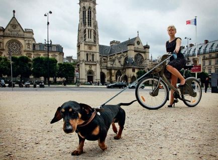 Câini în Paris sau câini iubitori de paris, nalatty