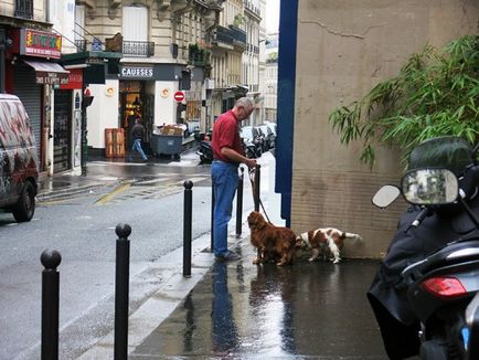 Câini în Paris sau câini iubitori de paris, nalatty