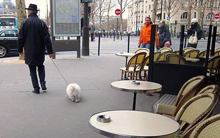 Kutyák Párizsban készül az útra, a vezető - csak Párizsban!