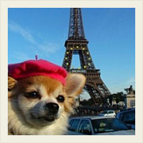 Câini în Paris, pregătirea pentru călătorie, ghidul tău este doar Paris!