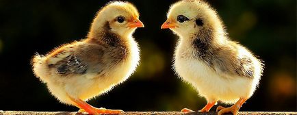 Conținutul găinilor ouătoare, incubatorul Engels și stația de păsări