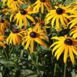 Floarea-soarelui - plantare și îngrijire