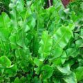Licorice netede (cultivar), plante medicinale