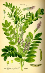 Licorice - plante medicinale, cultivare, recoltare, depozitare