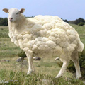 сонник вівця