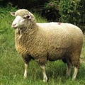 сонник вівця