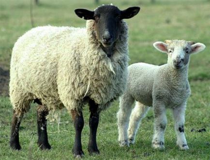 Сонник вівці білі, чорні, пасуться, з ягнятами