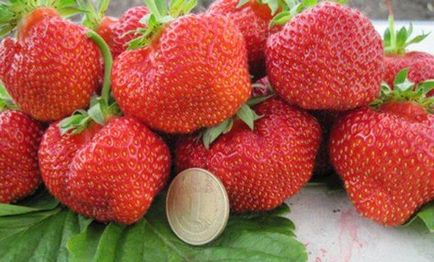 Сорти полуниці - особливості, врожайність і смакові якості