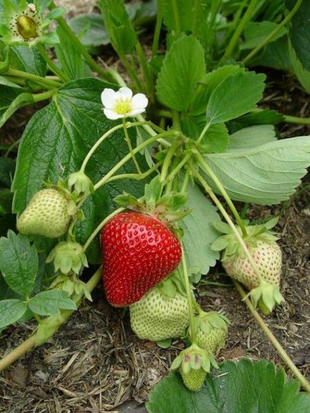 Strawberry kultúrnövény (aka szamóca) queen - különös gondossággal és más fontos szempontok a fotó