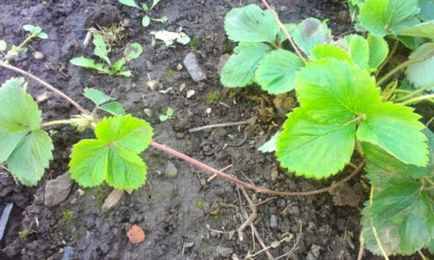 Strawberry kultúrnövény (aka szamóca) queen - különös gondossággal és más fontos szempontok a fotó