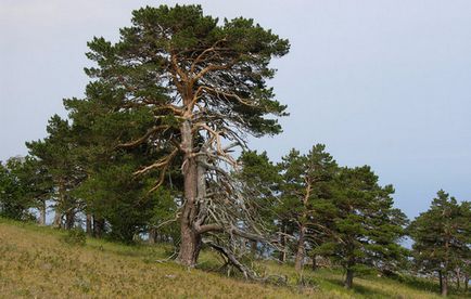 Descrierea pinului, fotografie, tipuri, varietăți