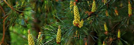 Pine pollen - használat és hasznos tulajdonságokkal