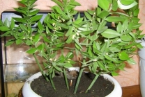 Spárga (30 fotó) növekvő növények az országban, ellátás, és más fajták arzhentelskaya