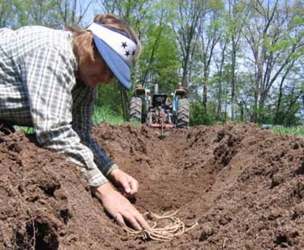 Sparanghel - trăsături de cultivare, consultanță floristică