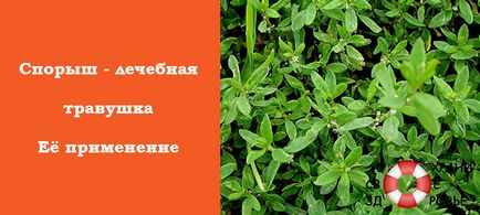 Keserűfű (Polygonum avian) (keserűfű terápiás tulajdonságok) Keserűfű (Polygonum madár)