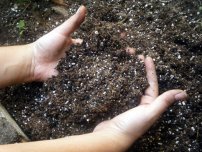 Metode de dezinfecție a solului în sere, grădinar (gospodărie)