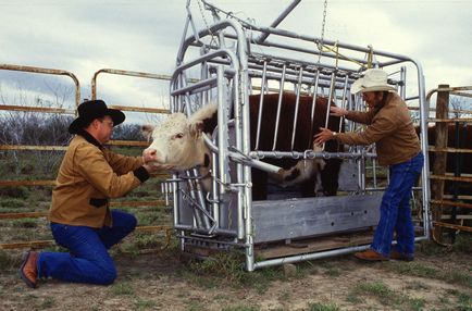 Metode de păstrare a efectivelor de animale