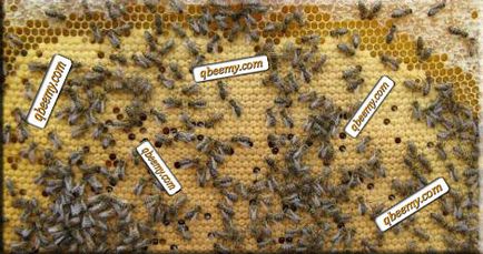 Стадії розвитку бджоли, розвиток бджолиної матки і трутнів