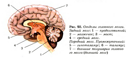 Structura creierului