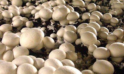 Сушка грибів в домашніх умовах, всяко-різно