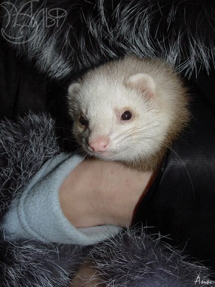 Savour Ferret