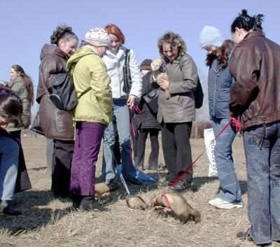 Світське життя фретки