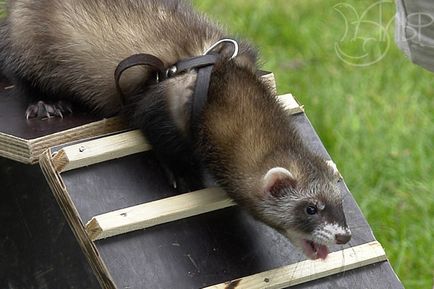 Savour Ferret