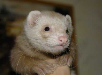 Savour Ferret