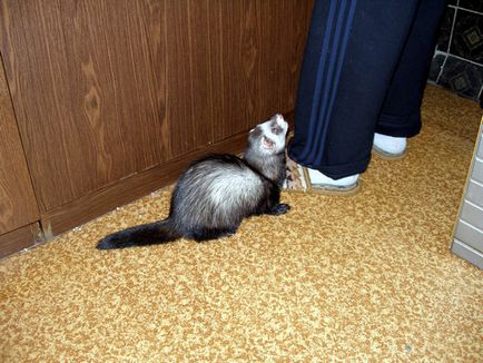 Savour Ferret