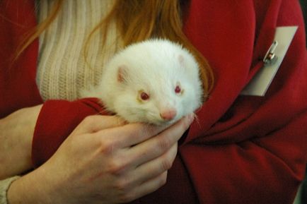 Savour Ferret