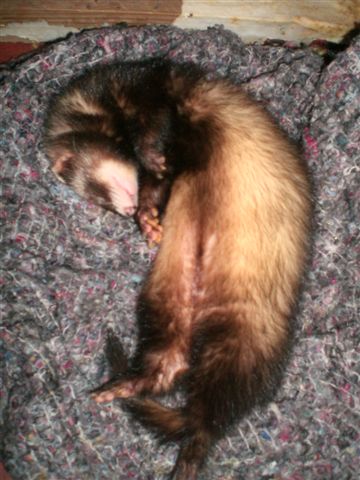 Savour Ferret