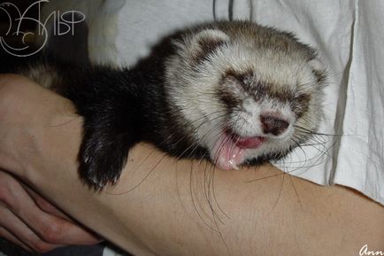 Savour Ferret