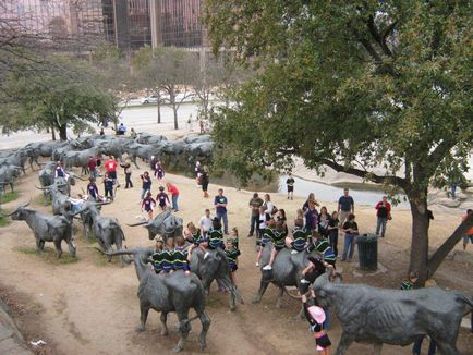 Священні корови Техасу - бич на дорогах мегаполісів