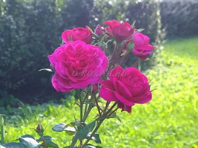Схематична підгодівля кущів троянд