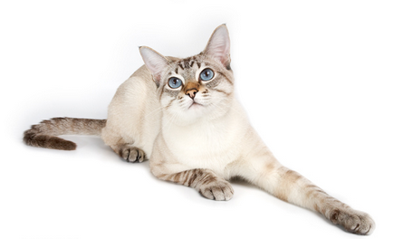 Тайська порода кішок