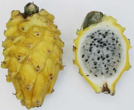 Legyen ott, és tartsa pitaya (Pitahaya)