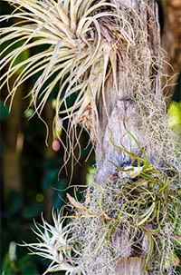 Tillandsia cyanea otthon - Tillandsia Anita care, transzplantáció, reprodukció