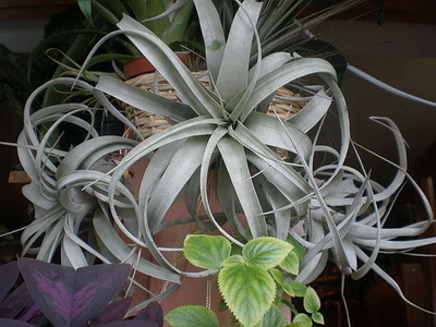 Tillandsia cyanea la domiciliu - Tillandsia anita îngrijire, transplant, reproducere