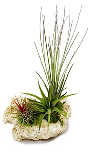 Tillandsia cyanea la domiciliu - Tillandsia anita îngrijire, transplant, reproducere