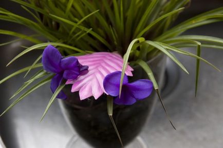 Tillandsia cyanea otthon - Tillandsia Anita care, transzplantáció, reprodukció