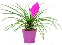 Tillandsia cyanea otthon - Tillandsia Anita care, transzplantáció, reprodukció