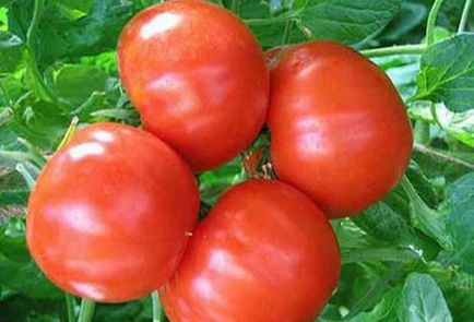 Tomato burzhuj, caracteristici ale unui grad, descrierea de plantare și de îngrijire