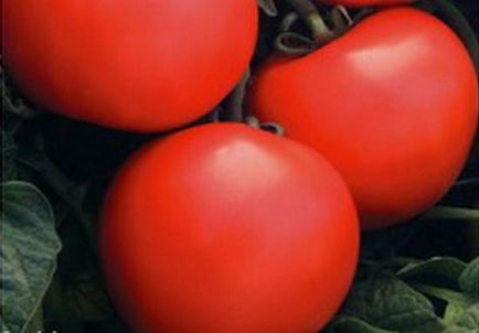 Tomato burzhuj, caracteristici ale unui grad, descrierea de plantare și de îngrijire