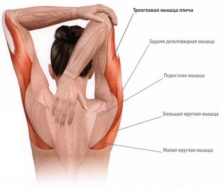 Триголовий м'яз плеча, трицепс (біль вгорі руки, ззаду)